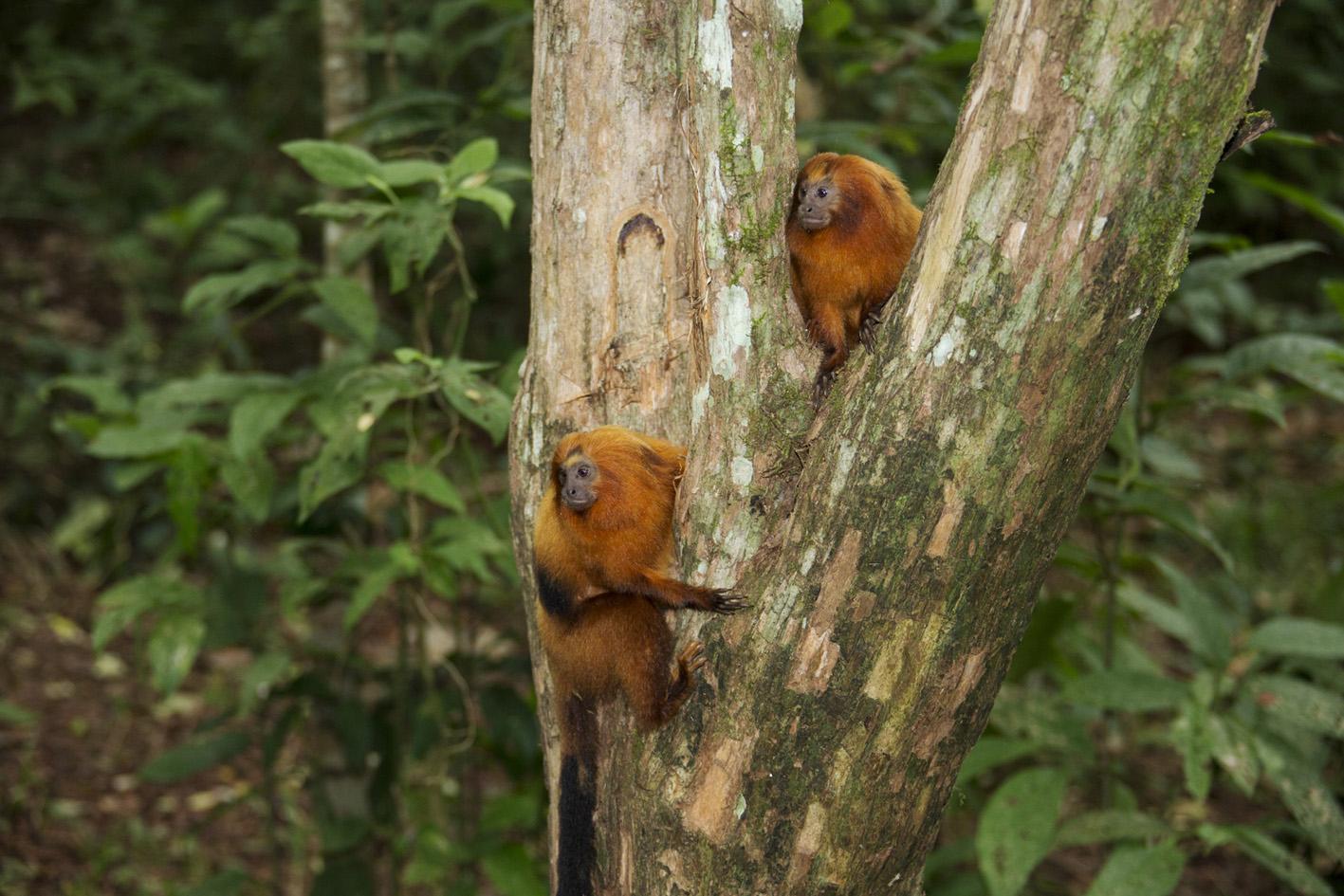 Caminhos da Mata