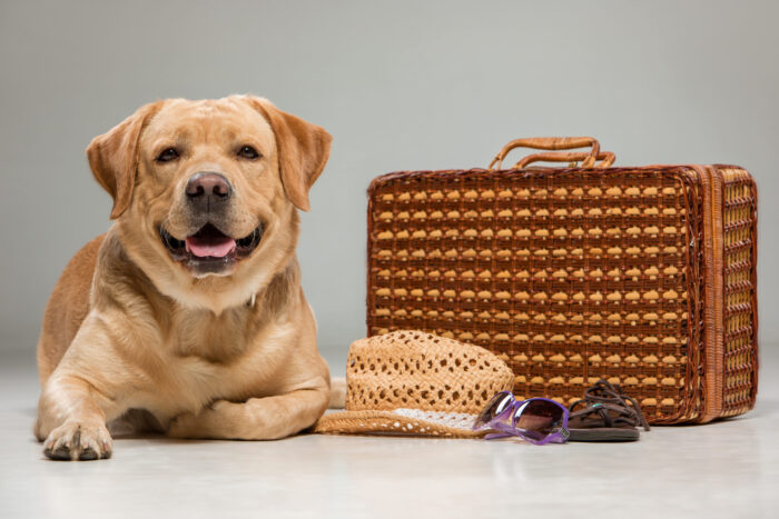 Turismo pet-friendly