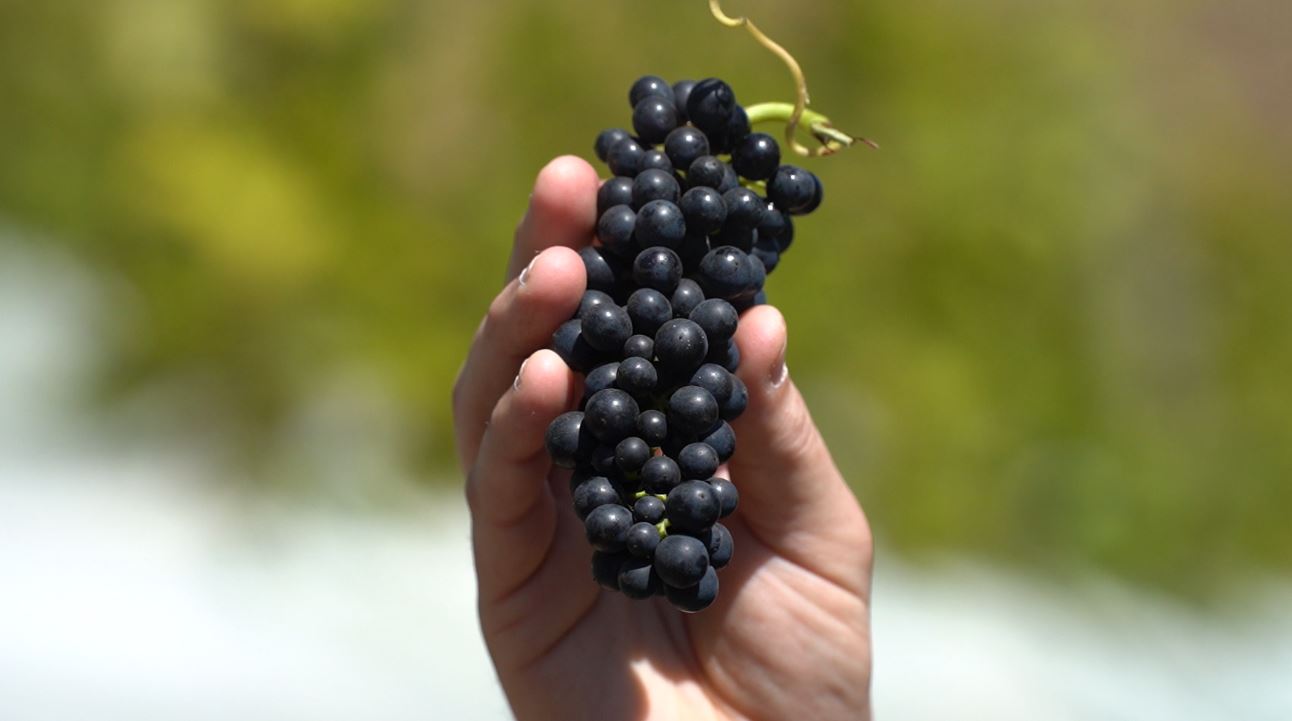 Vinho de inverno