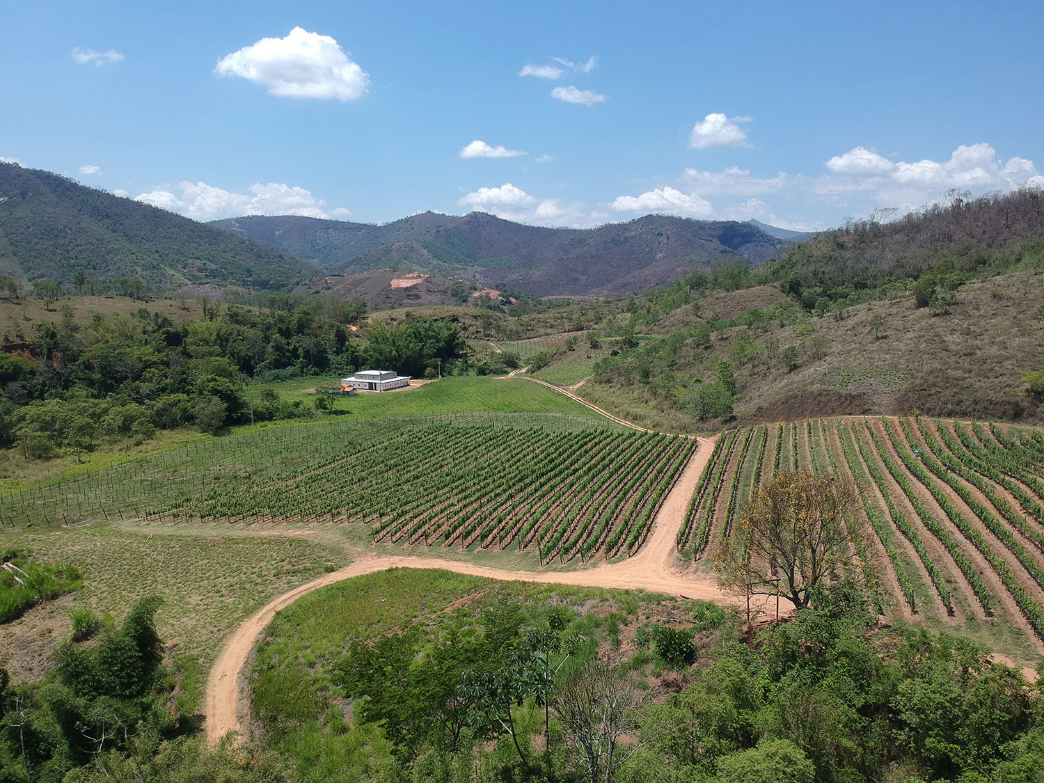 Vin&iacute;cola Inconfid&ecirc;ncia